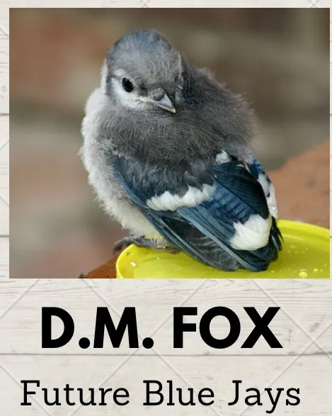 D.M. Fox - Future Blue Jays